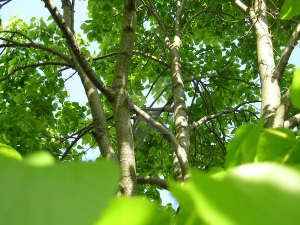 inside a tree by grimlove527 on DeviantArt