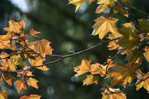 Colored Autumn