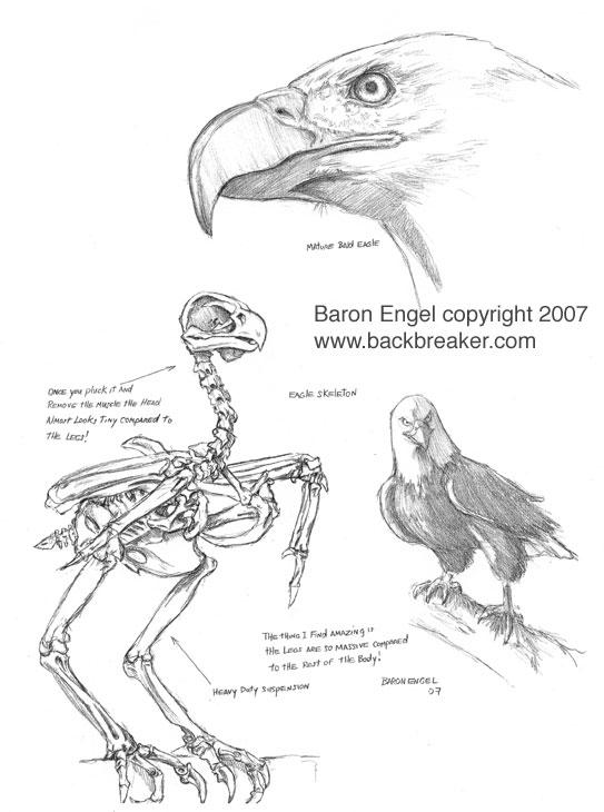 Внутреннее строение орла. Анатомия скелет орла орла. Пластическая анатомия птицы. Анатомия птиц для художников. Строение хищных птиц.