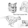 Cougar sketches.