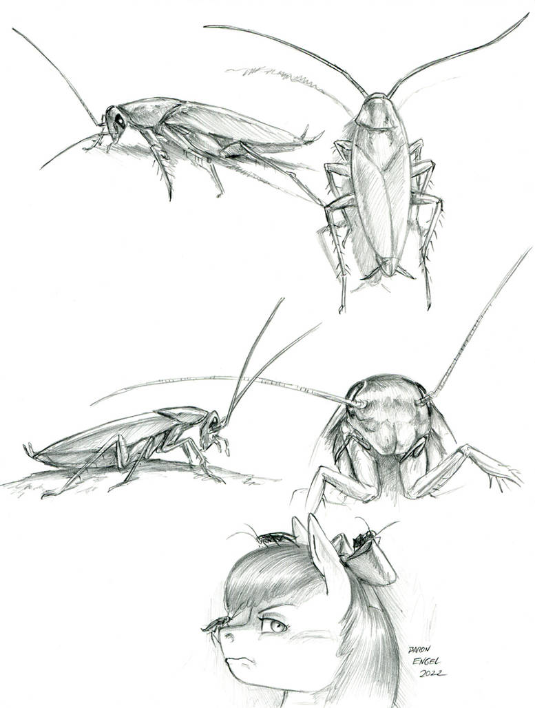 Cockroach studies by Baron-Engel on DeviantArt