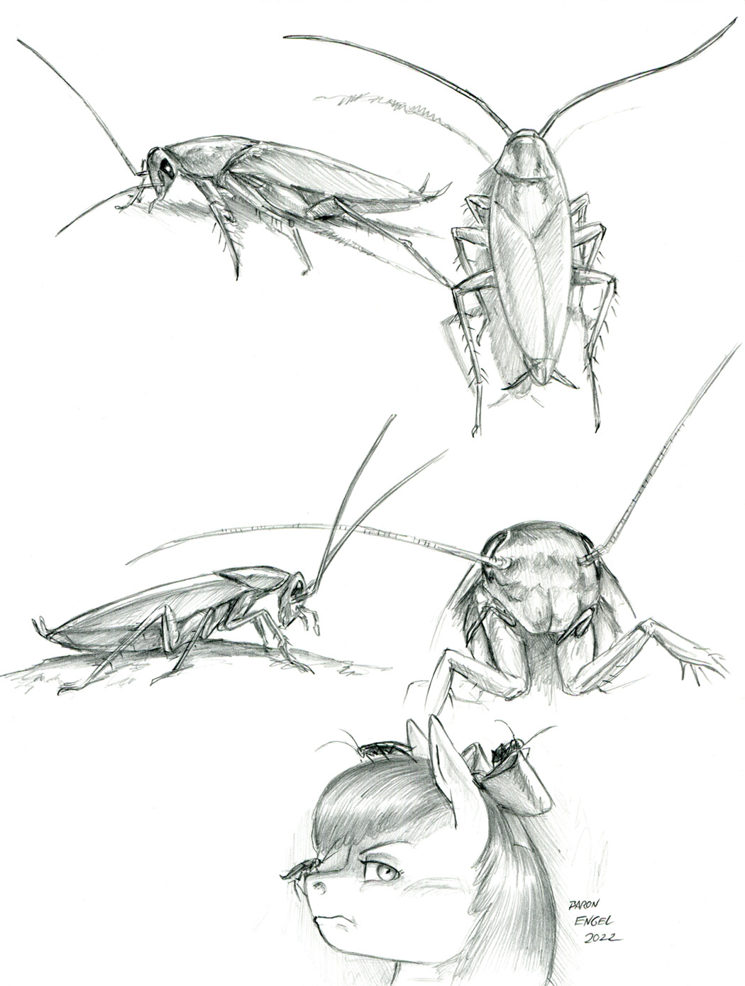 Radroach Drawring Cockroach studies by Baron-Engel on DeviantArt