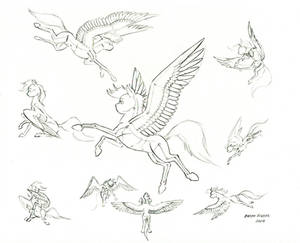 Pegasus wing studies