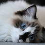 Luna lying down
