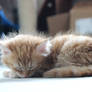 Foster Kitty 2