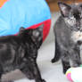 Foster kitty 5