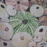 Sea Urchins (to pair with my Sand Dollars)