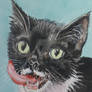 Tuxedo Cat Licking Lips