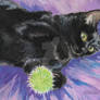 Black Cat Playing with a Pom Pom