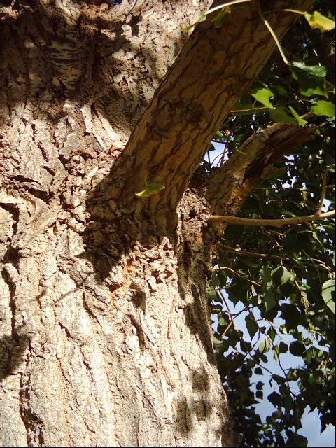 Stock - Trees 2 by timmy-o-toole-art on DeviantArt