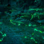 A Midsummer Night's Dream