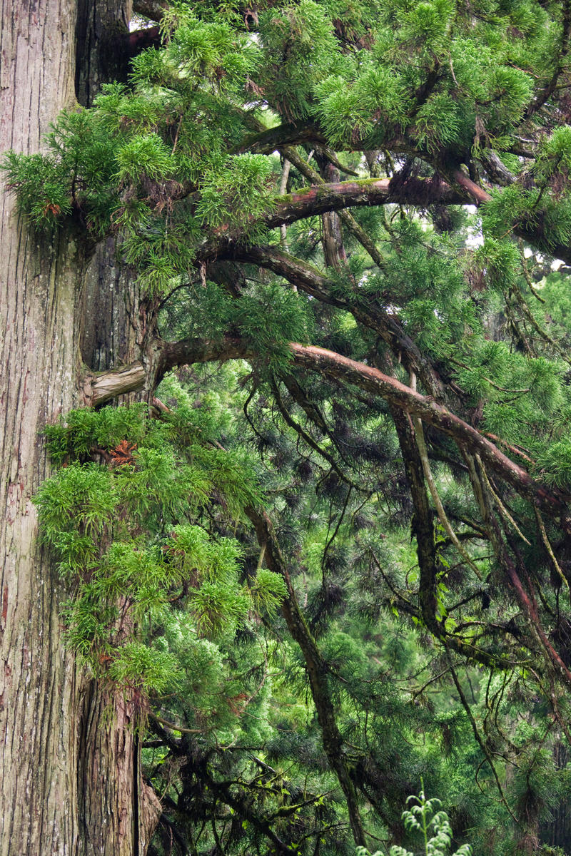 Green Boughs