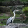 Heron