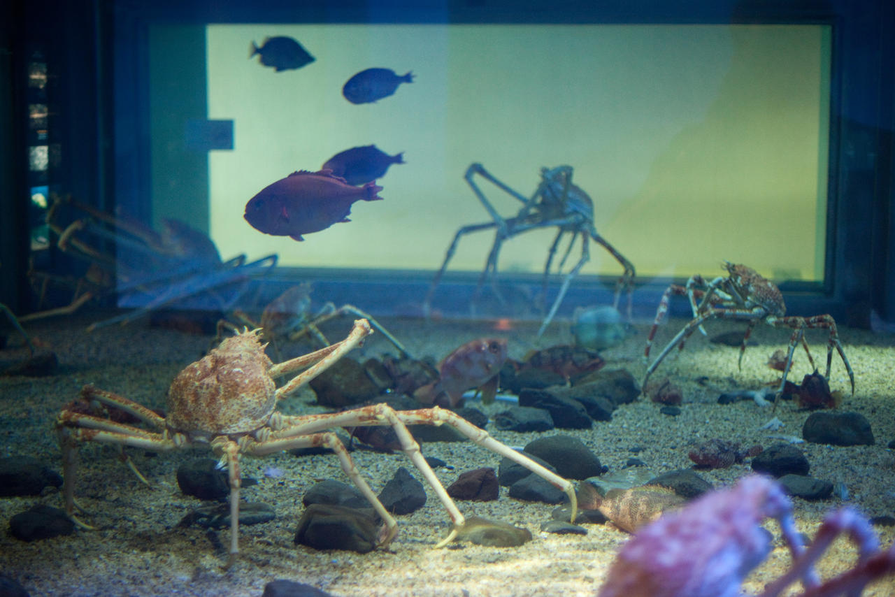 Long Footed Crabs