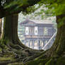 Root Framed Pavillon