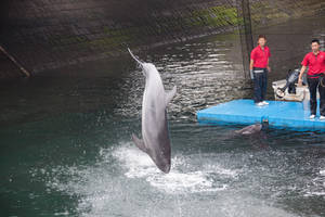Diving Dolphin From 6 Feet
