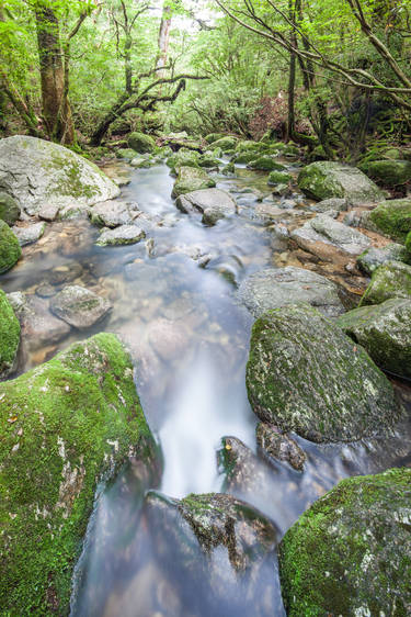 Forest Stream