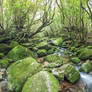 Yakushima Stream