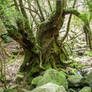 Merlins Final Resting Place