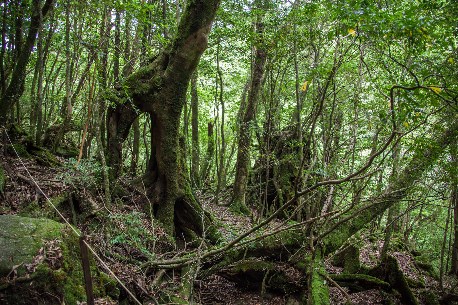 Primeval Growth II