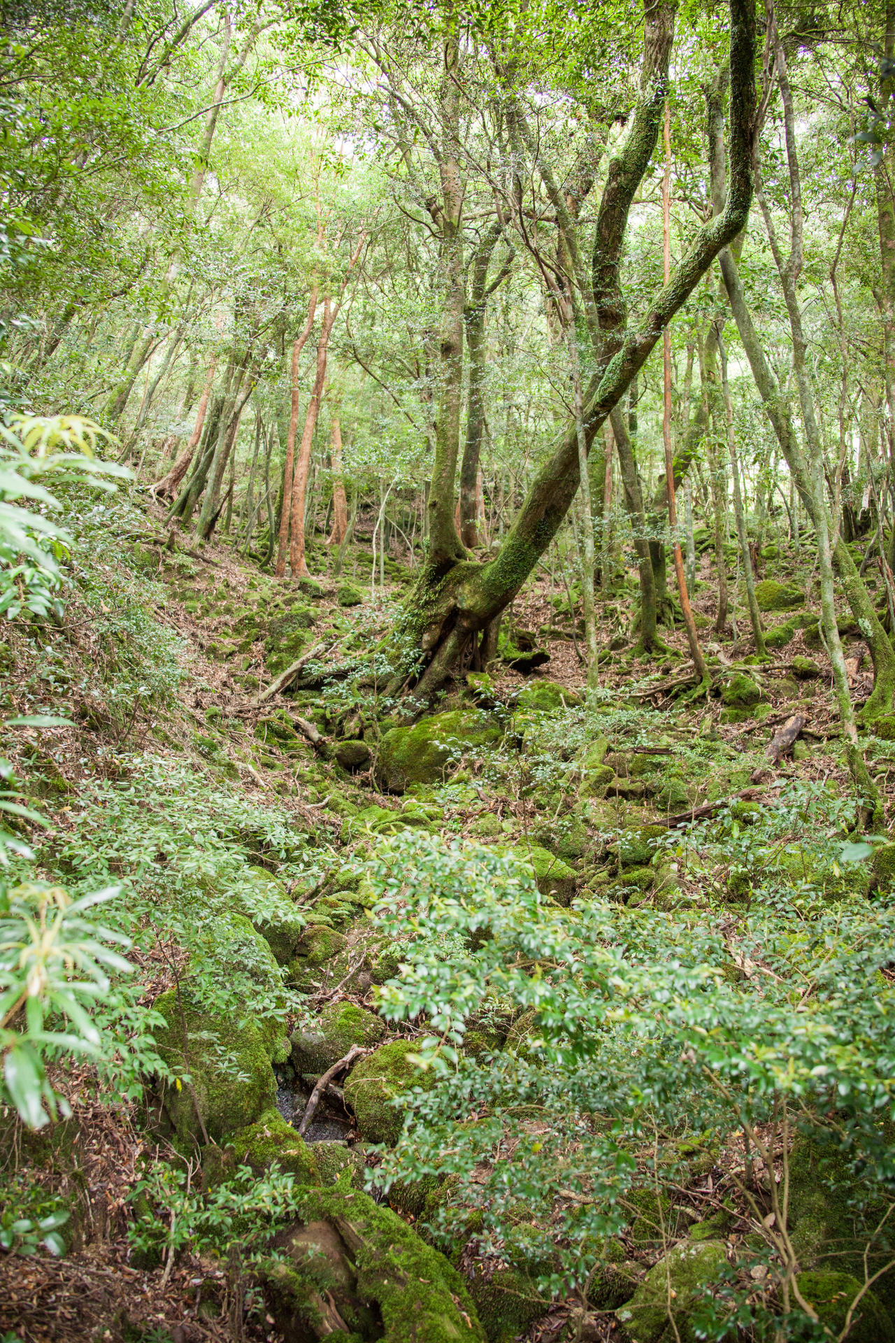 Young Shoots in Old Forest