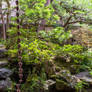 Garden of the Nomura Samurai House