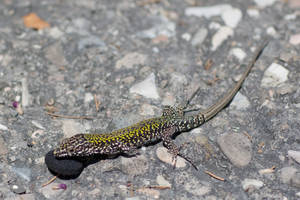 Common Wall Lizard