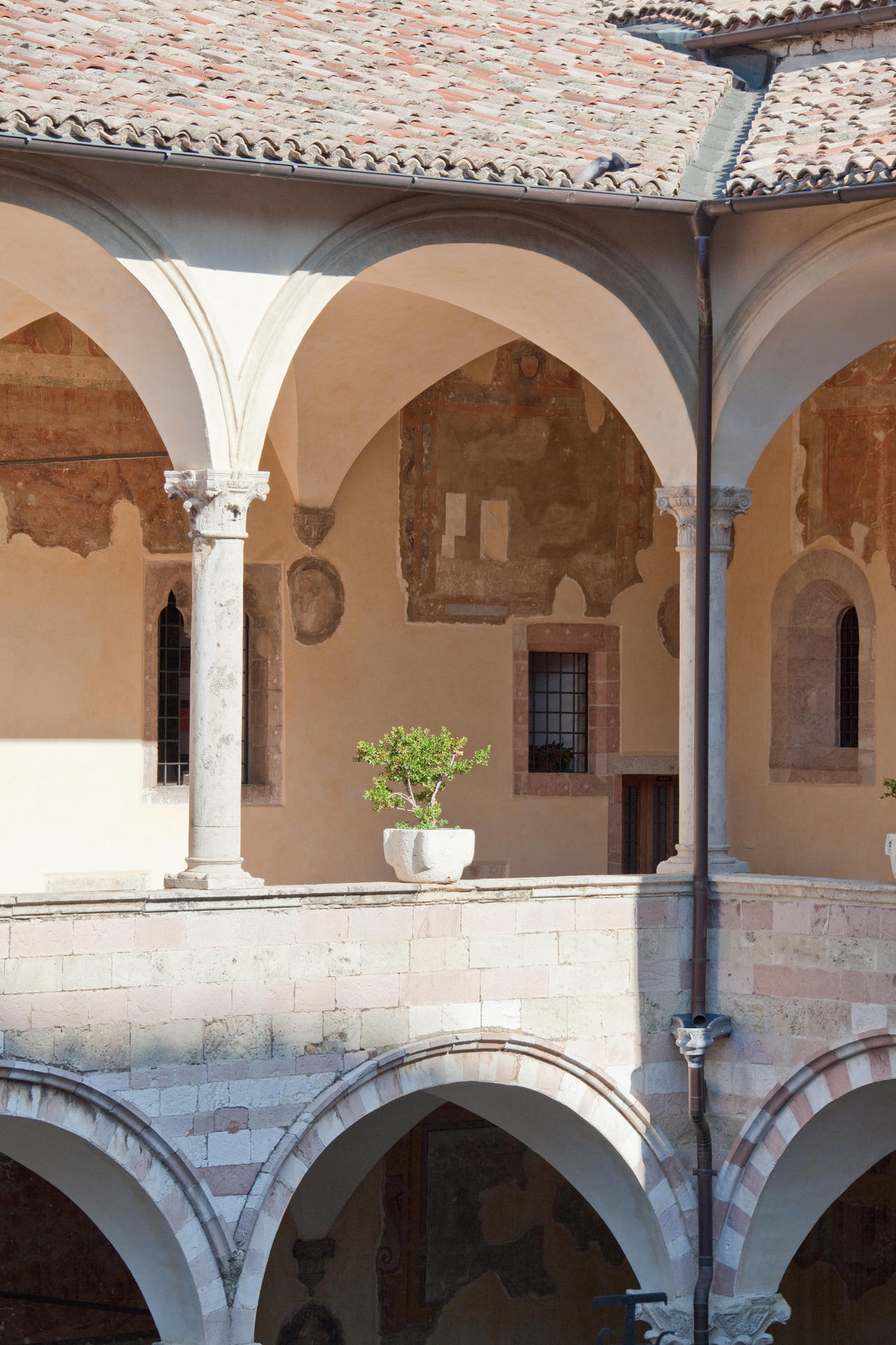 Cloister Plant