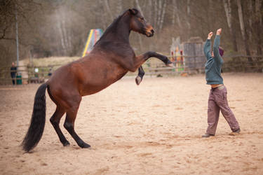 The Girl and the Horse