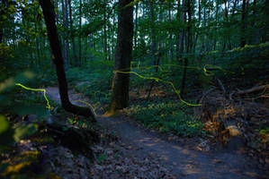 Fireflies at 20 mm