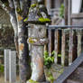 A Lantern in Kumano Sanzan
