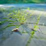 Green Grass Bokeh
