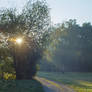Autumn Morning Sun 2