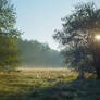Autumn Morning Sun 1
