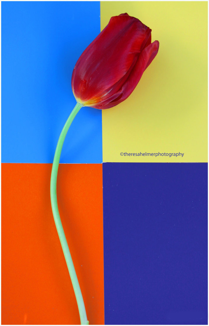 A Red Tulip