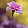 A Pink Rose II