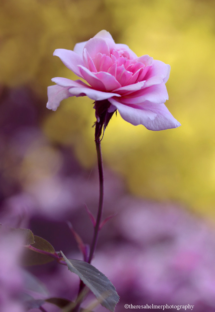 A Pink Rose II