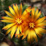 Cactus Flower