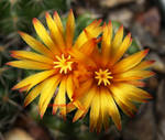 Cactus Flower by theresahelmer