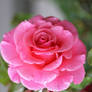 A Beautiful Rose