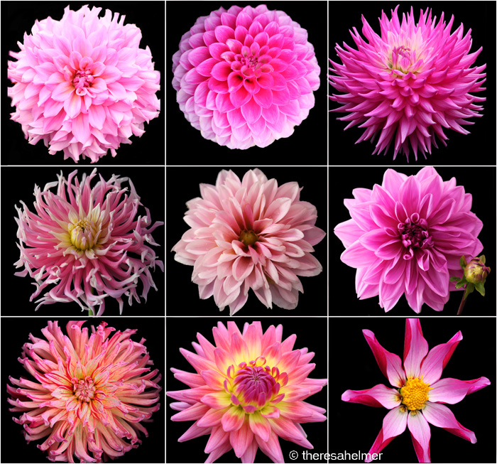 Pink Dahlias (from my garden)