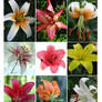 My Garden Lilies Collection