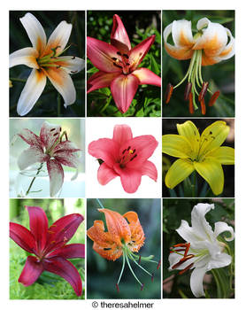 My Garden Lilies Collection