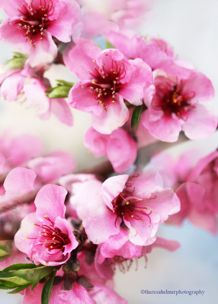 Peach Flower Blossom