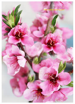 Peach Flower Blossom II