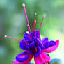 Garden Fuchsia