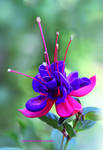 Garden Fuchsia by theresahelmer