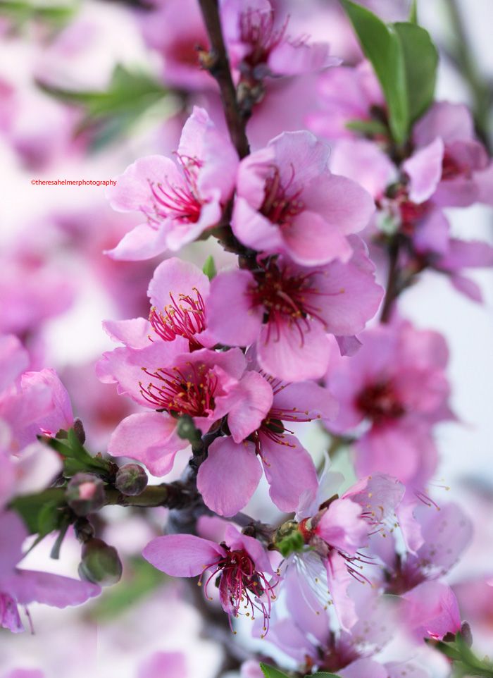 My Garden Peach Flowers