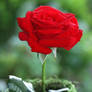 A Beautiful Red Garden Rose