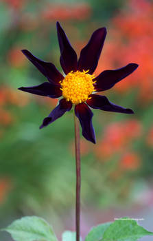 A  Rare and Beautiful Black Dahlia